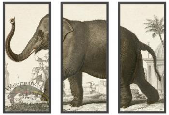 Elephant Triptych 01 BF copy